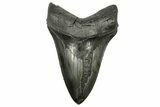 Fossil Megalodon Tooth - Sharply Serrated Lower #265030-1